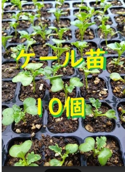 ケール苗10個+保証1個 無農薬