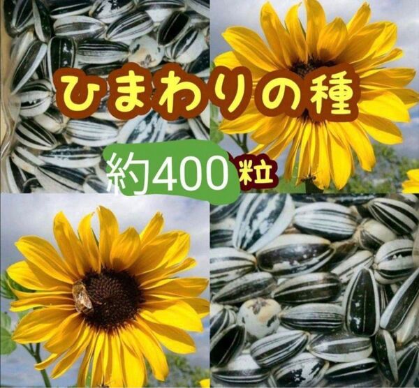 大きくそだつひまわりの種 約400粒28g 家庭菜園 園芸 花畑 向日葵種子
