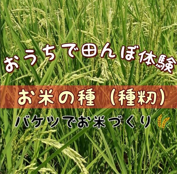【お家で田んぼ体験】お米の種 種籾 コシヒカリ 20g バケツ稲に◎栽培期間中農薬不使用