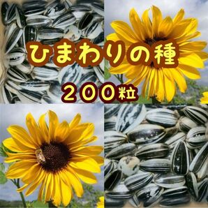 大きくそだつひまわりの種 たっぷり約200粒14g 園芸 花畑 ガーデニング