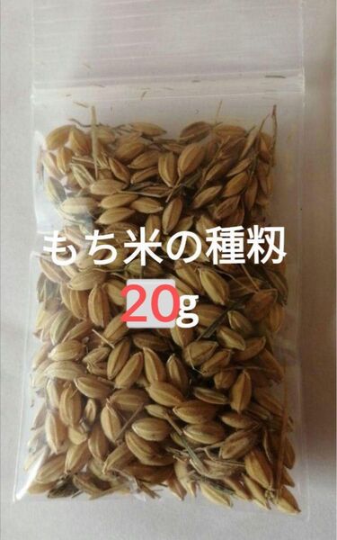 【お家で田んぼ体験】お米の種 種籾 もち米 20g バケツ稲に◎手道具 手植え 手刈り 非電化 自然農