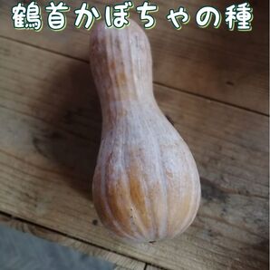 【自然農】鶴首カボチャの種 10粒 昨年度産