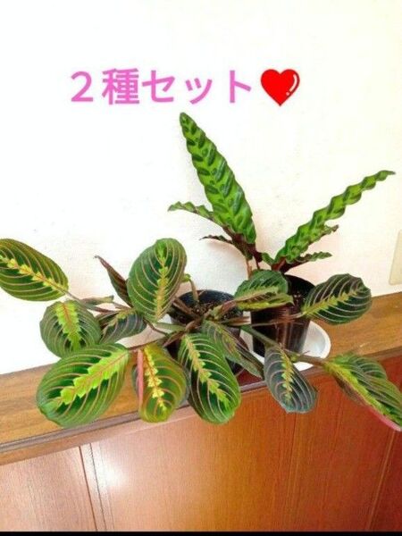 柄物2種セット!!マランタ&カラテア