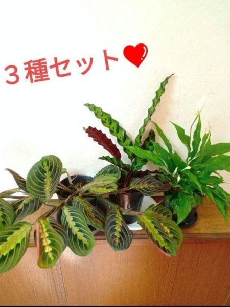 柄物3種セット!!マランタ&カラテア&スパティフィラム