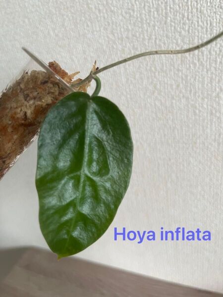 Hoya inflata 「ホヤ インフラータ」 希少 レア 抜き苗