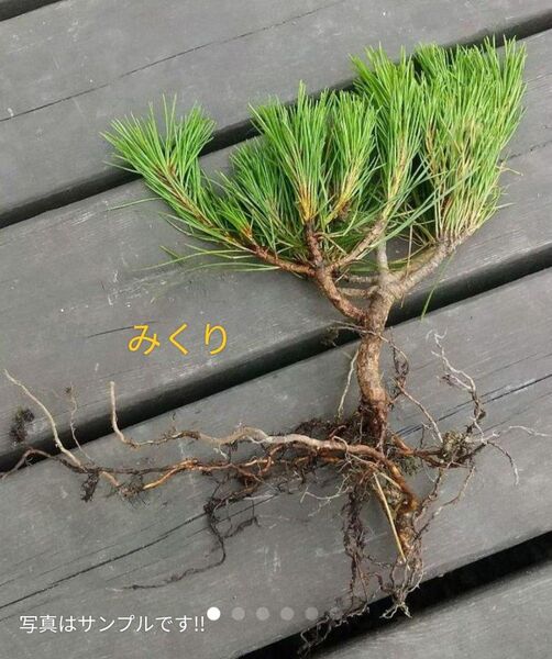 こちらは特価 不動の一番人気【完全無農薬】赤松 苗木 全長30cm以上 存在感のある1本!
