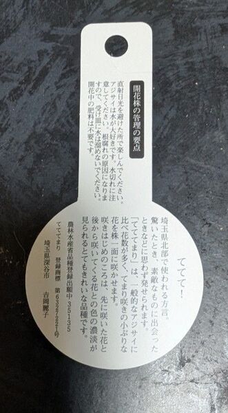 セール 吉岡麗子さん育成 アジサイ てててまり 5号プラ鉢