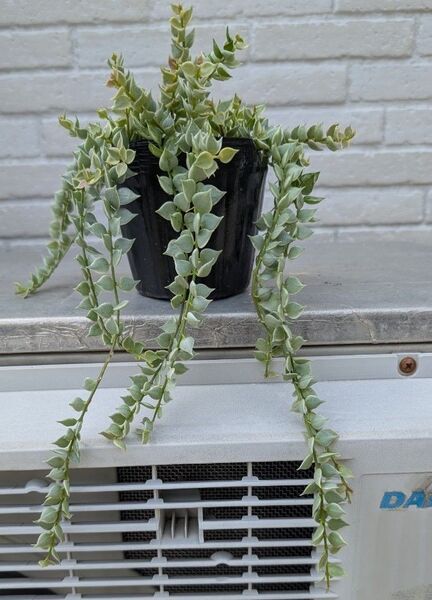 ディスキディア ハンギング仕立て 多肉植物