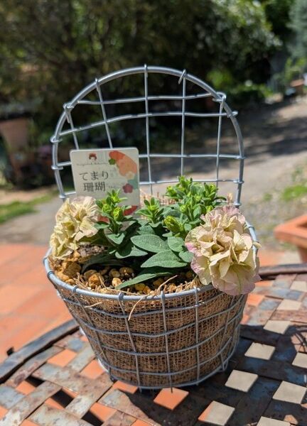 ペチュニア てまり珊瑚ハンギングポット植え