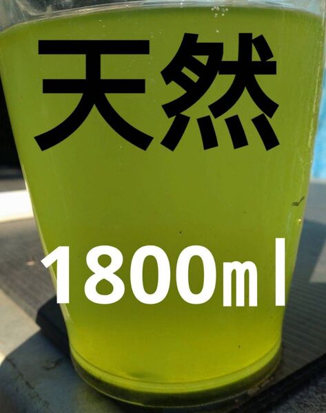 安心安全天然 グリーンウォーター(青水、種水) 1800ml。めだか 金魚 ゾウリムシ ミジンコ