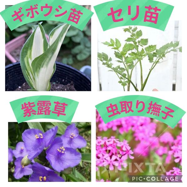 値下げしました♪♪花苗4種 斑入りギボウシ、セリ、露草、虫取り撫子セット販売!!
