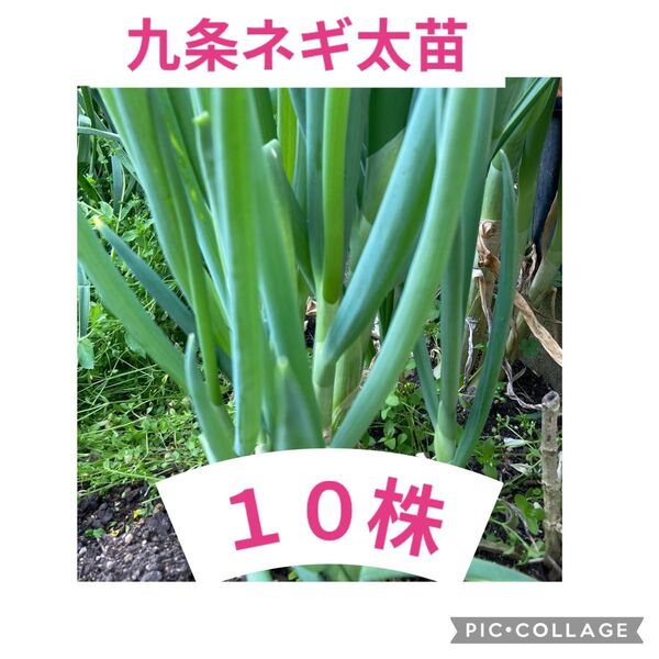 京野菜♪♪九条太ネギ苗10本 農薬不使用♪♪