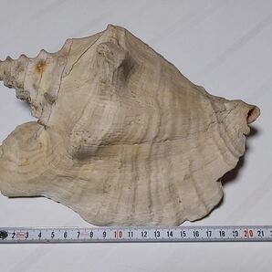 貝殻3個 大、中、小、(+極小)