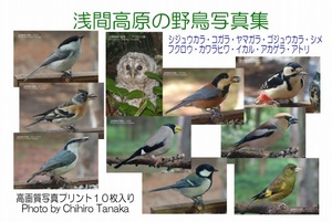 ＋【浅間高原の野鳥写真集】１０種類 b-01-02
