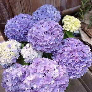 幾重にも重なった花びらが特徴的な立派な株立ち 淡くやさしいお色 鬼ヶ島 手鞠咲紫陽花 5号鉢 母の日 プレゼント 送料無料
