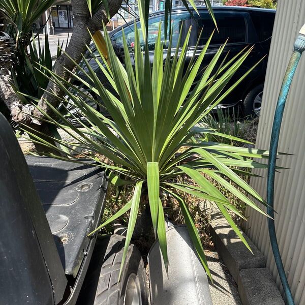 1 ユッカ グロリオサ 胴切り 大株