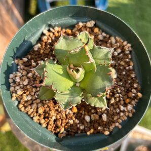 3 チタノタ ヒメゲンリュウ