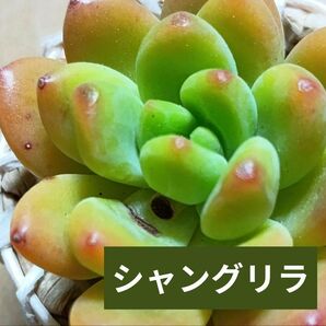 《シャングリラ》 カット苗 エケベリア 多肉植物 大株 セダム セデベリア グラプトベリア 輸入株