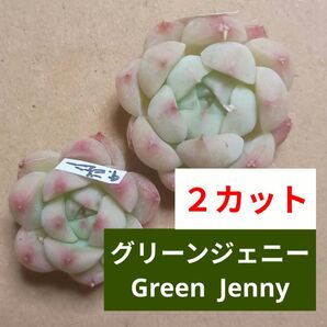 《グリーンジェニー》 GreenJenny 小苗 カット苗 エケベリア 多肉植物 寄せ植えに!