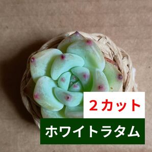《ホワイトラタム》 カット苗 エケベリア 多肉植物 小苗 寄せ植えに!