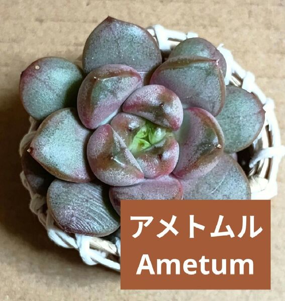 《アメトムル》 カット苗 エケベリア 多肉植物 アメトルム ぷくぷく系 グラプトベリア Amethorum アメゾラム