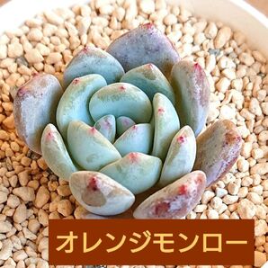 《 オレンジモンロー 》 1カット 選抜品種 カット苗 多肉植物 エケベリア 粉吹き 韓国苗 綺麗な紅葉
