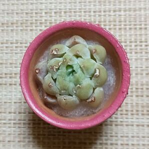 《白月影とリメ鉢》 カット苗 小苗 キズあり エケベリア 多肉植物 素焼き鉢 一寸鉢 リメイク鉢 サボテンくん