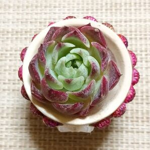 《紫財路とリメ鉢》 カット苗 小苗 エケベリア 多肉植物 リメイク鉢 リボン 紫ギロ?