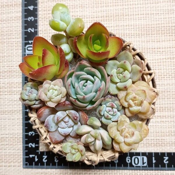 《ちっこくないけど手作りカゴと多肉の寄せ植え》 カット苗 多肉植物 エケベリア グラプトベリア パキベリア セダム クラッスラ