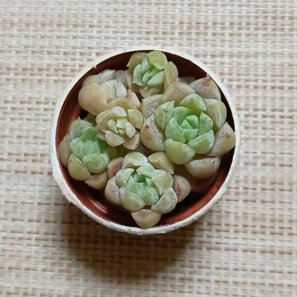 《 一寸鉢の 白月影 》 抜き苗 カット苗 エケベリア 多肉植物 ちっこい鉢植え リメ鉢 プラ鉢