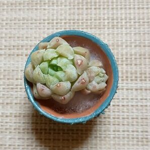《白月影とリメ鉢》 カット苗 エケベリア 多肉植物 小苗 リメイク鉢 素焼き鉢 一寸鉢 迷彩