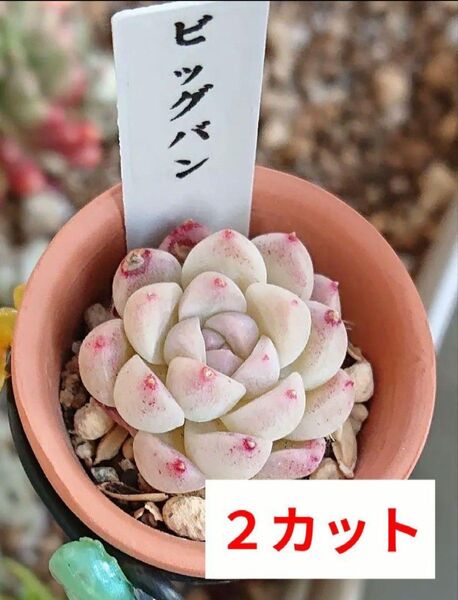 《ビックバン》 小苗 カット苗 エケベリア 多肉植物