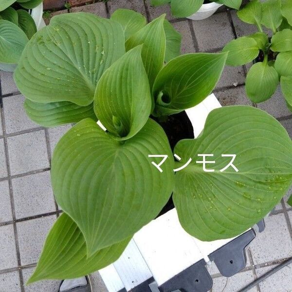ブルーマンモス大株 4株