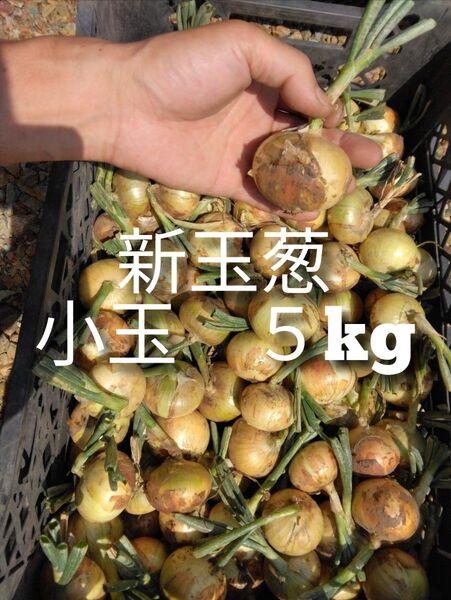 新玉葱 小玉 5kg