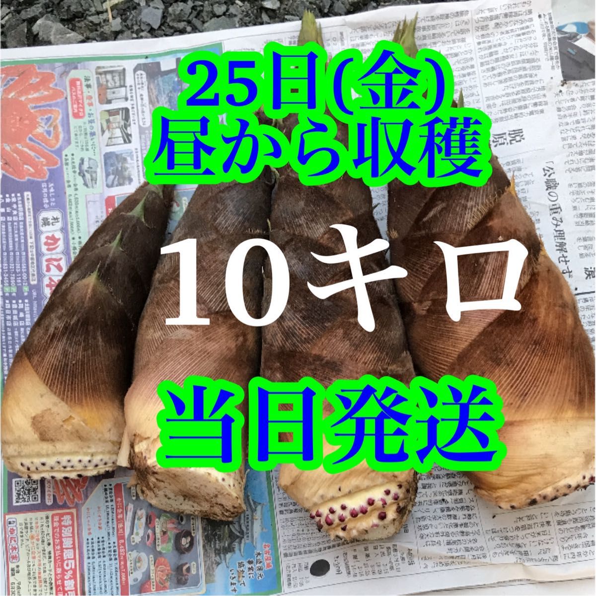 タケノコ 掘りたて 10㎏ - メルカリ