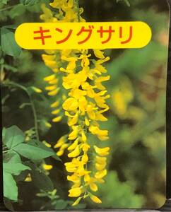  yellow flower wistaria King sali sapling 