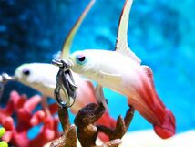 ★お魚携帯ストラップ　ハタタテハゼ　注目!!水族館海水魚ストラップ・ダイバーズアクセサリー _画像1