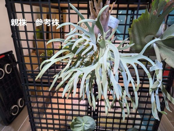 Yahoo!オークション -「ビカクシダ ジェイドガール」(観葉植物