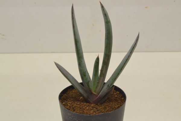 Đấu giá Aloe Yahoo Auction Nhật Bản giá tốt trên Megabuy Japan Đấu giá Aloe Yahoo Auction Nhật Bản giá tốt trên Megabuy Japan