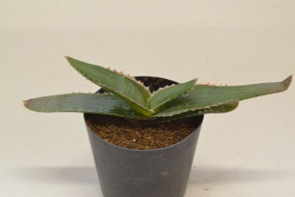 Đấu giá Aloe Yahoo Auction Nhật Bản giá tốt trên Megabuy Japan Đấu giá Aloe Yahoo Auction Nhật Bản giá tốt trên Megabuy Japan