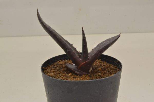 Đấu giá Aloe Yahoo Auction Nhật Bản giá tốt trên Megabuy Japan Đấu giá Aloe Yahoo Auction Nhật Bản giá tốt trên Megabuy Japan