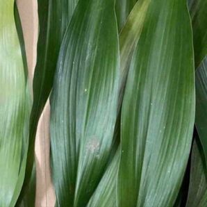 葉蘭 バラン 大中小二十枚以上 料理の盛り付けに 送料込み匿名発送