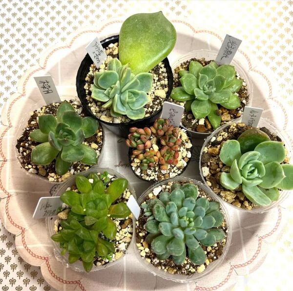 7種多肉植物エケベリア オブツ-サ 葉挿しっ子 抜き苗セット