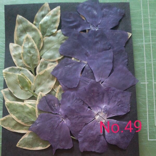 押し花 ツルニチニチソウ花(4輪)枝(5本)No.49