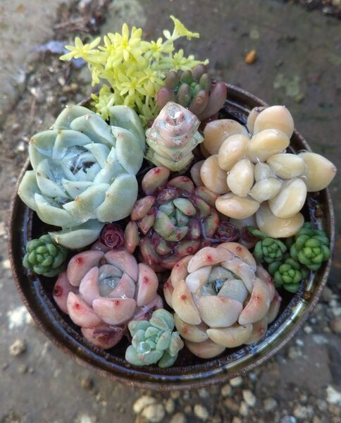 韓国苗 寄せ植え 抜き苗 カット苗 阮玲玉 クラッスラ ファンタジー入り 箱代+送料込み