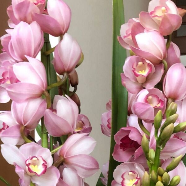 シンビジウム シンビジューム 洋ラン 蘭 花終わり株 A 新芽あり