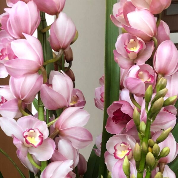 シンビジウム シンビジューム 洋ラン 蘭 花終わり株 C