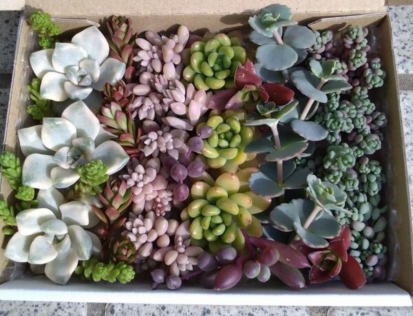 多肉植物 カット苗 9種