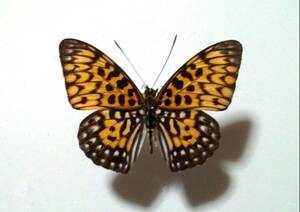 蝶 標本 テンジクゴマダラ ベトナム
