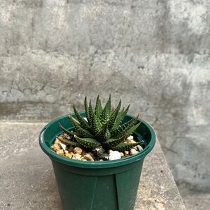 ハオルチア 金城錦 鉢